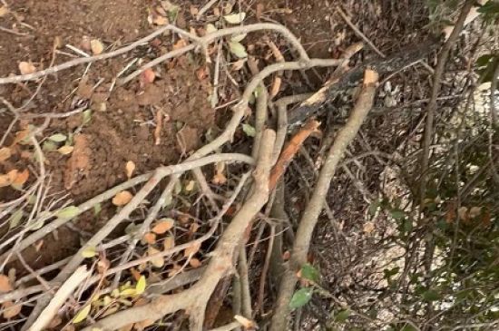 Denuncian Dos Focos De Fogatas y Un Ruco En El Parque San Mateo